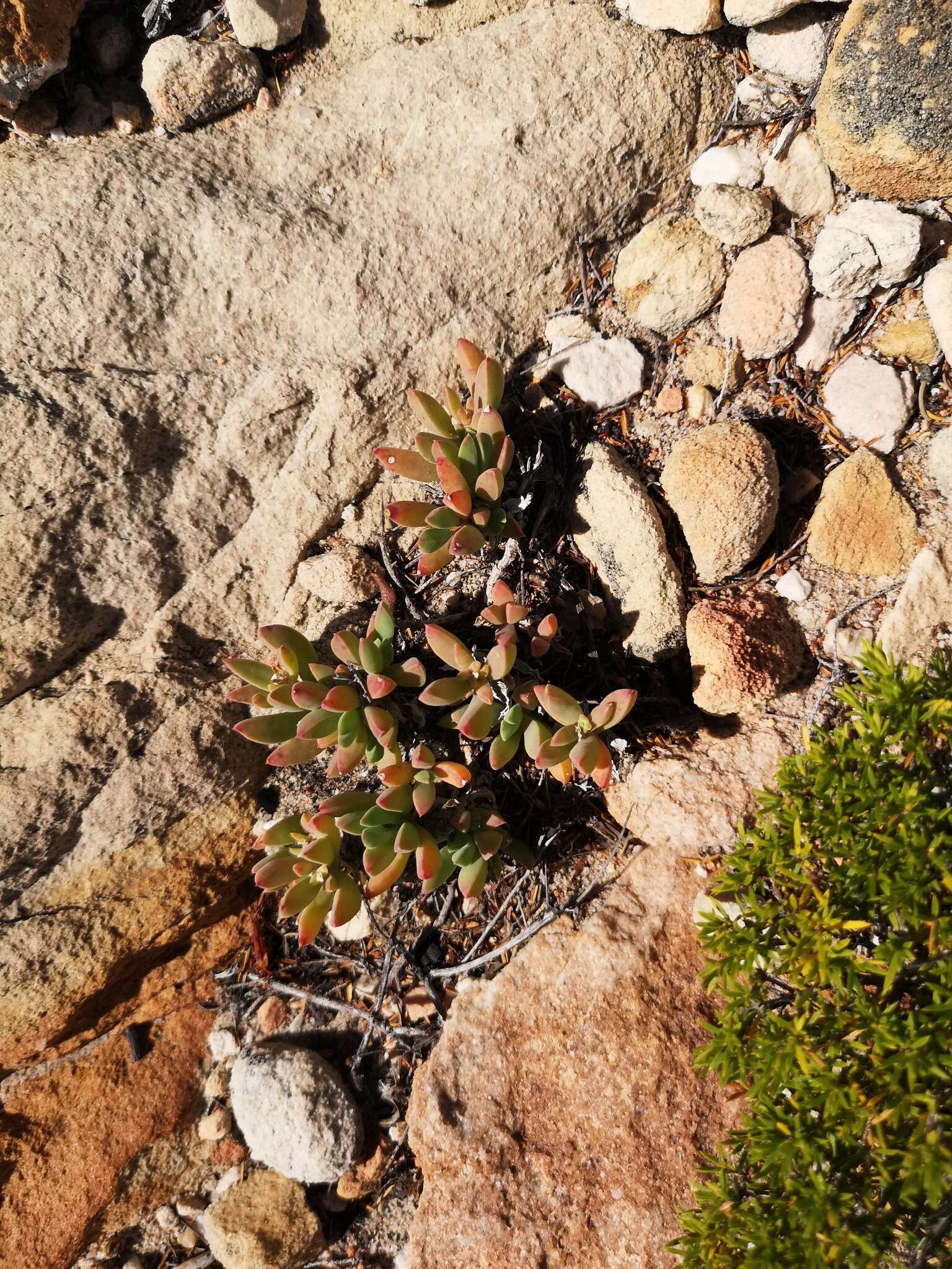 Image of Delosperma guthriei Lavis