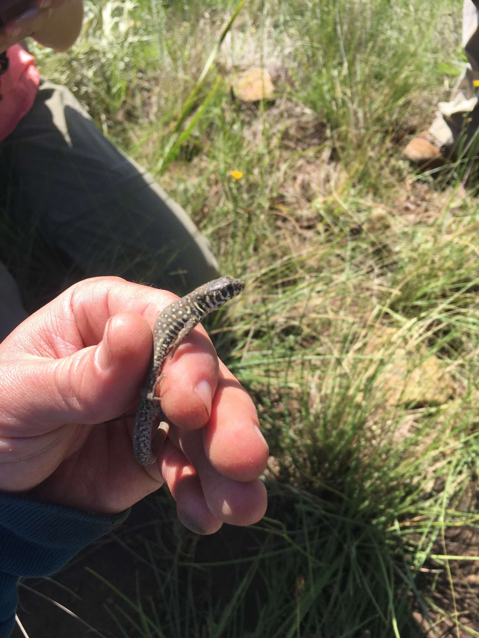 Image of Spotted Sandveld Lizard