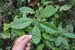 Image of Drymonia pendula (Poepp.) Wiehler