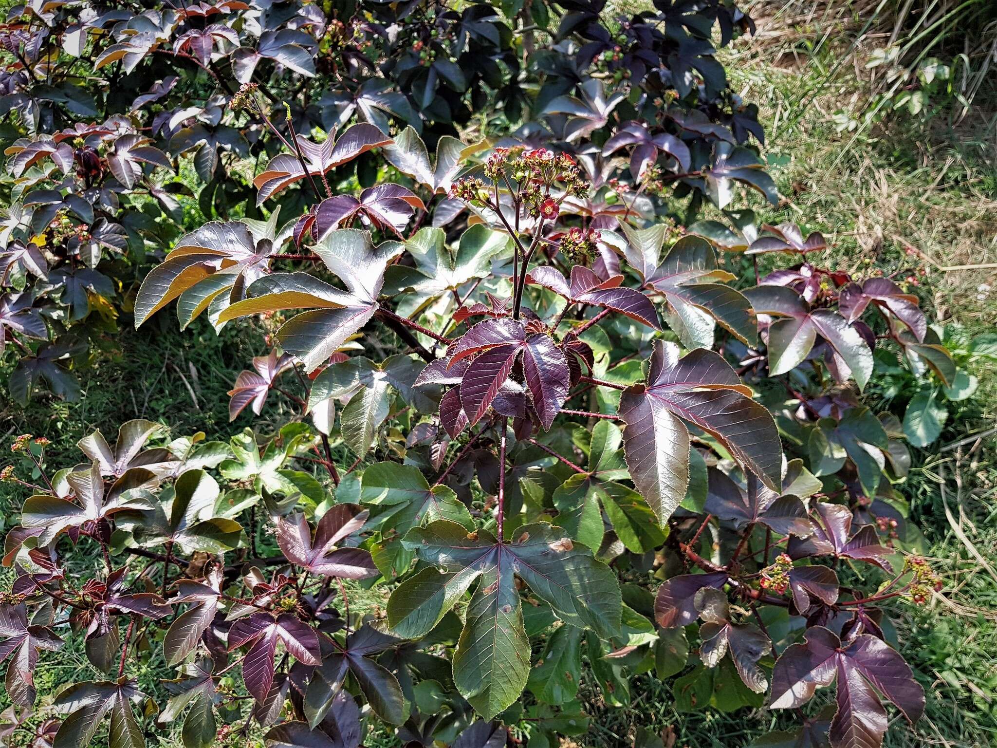 Image of bellyache bush