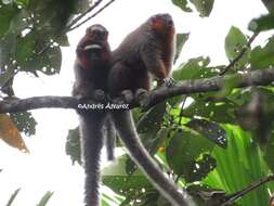 Image of Ornate Titi Monkey