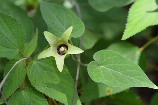 Imagem de Polystemma viridiflorum Decne.