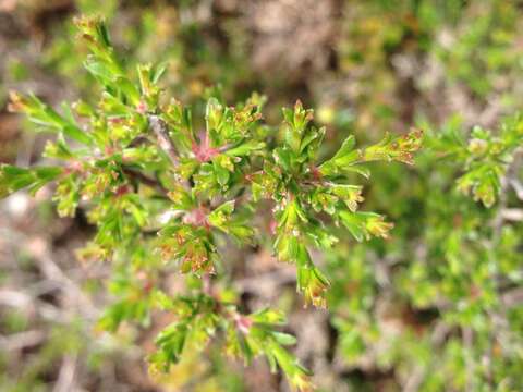 Image of Kunzea parvifolia Schau.