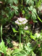 Image of Centranthus calcitrapae (L.) Dufr.