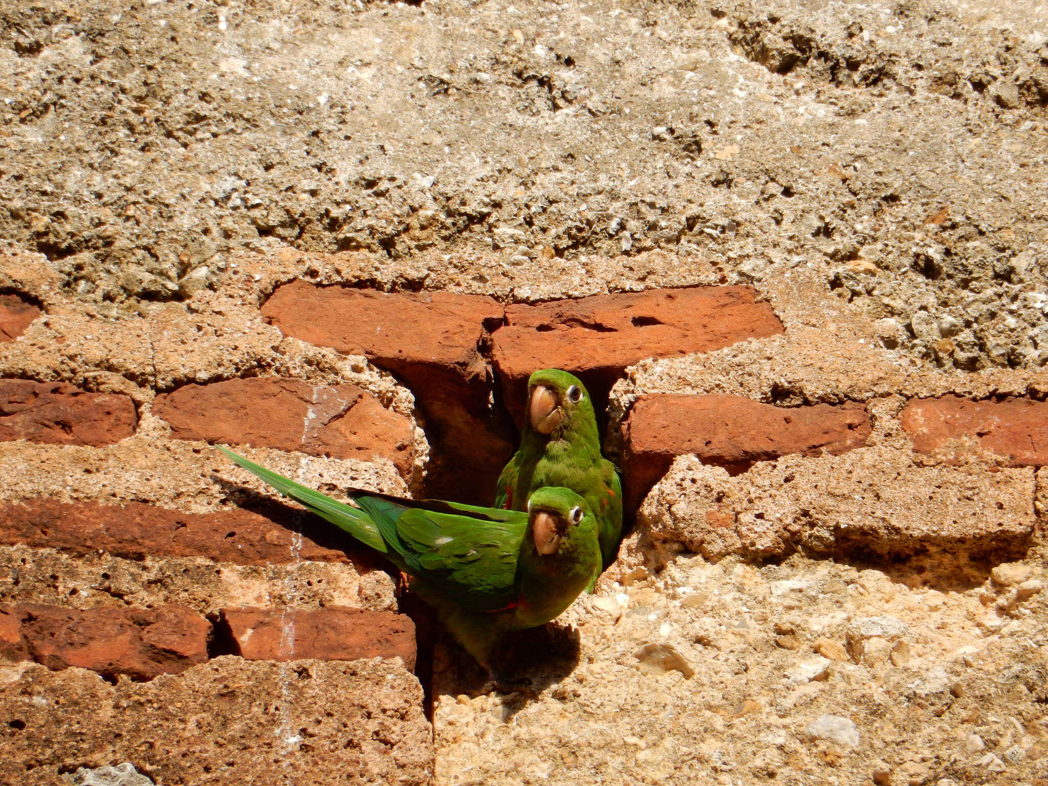 Image of Hispaniolan Conure