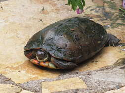 Image of Central American wood turtle