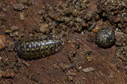 Imagem de Armadillidium pictum Brandt 1833