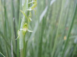 Image of Coenoemersa volcanica (Lindl.) R. González & Lizb. Hern.