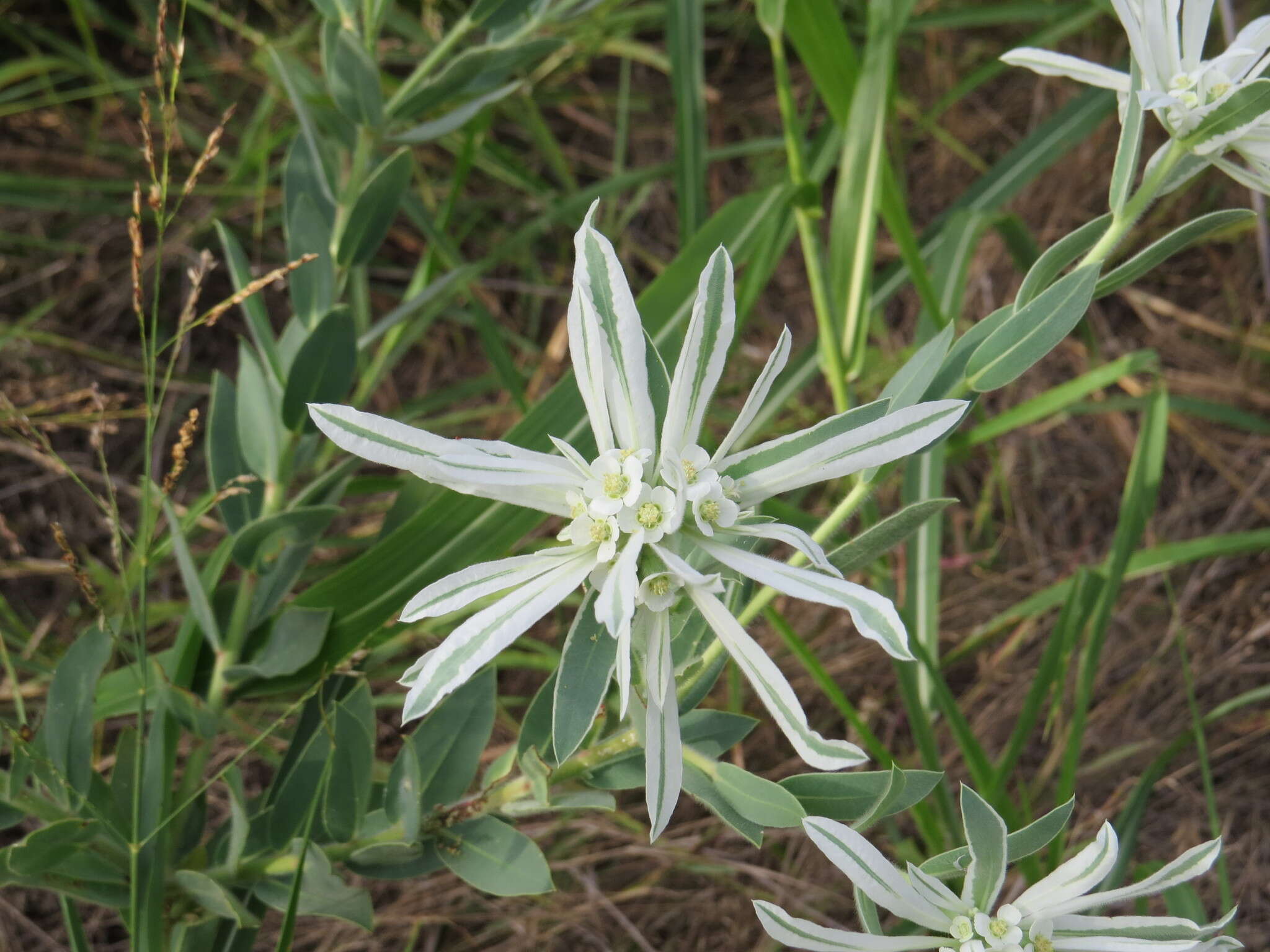 Image of snow on the prairie