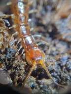 Sivun Lithobius variegatus Leach 1814 kuva