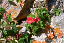 Image of Achimenes erecta (Lam.) H. P. Fuchs