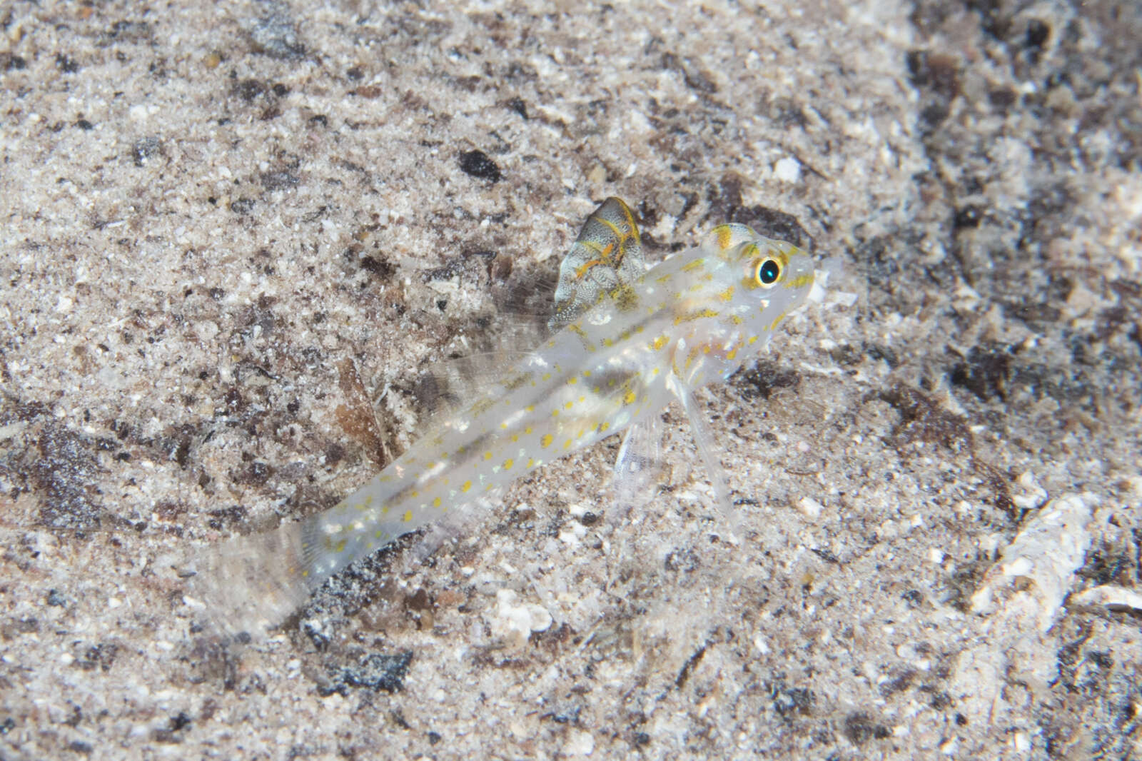 Fusigobius signipinnis Hoese & Obika 1988 resmi