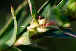 صورة Cliffortia prionota C. Whitehouse