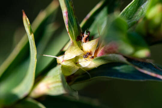 Image of Cliffortia prionota C. Whitehouse