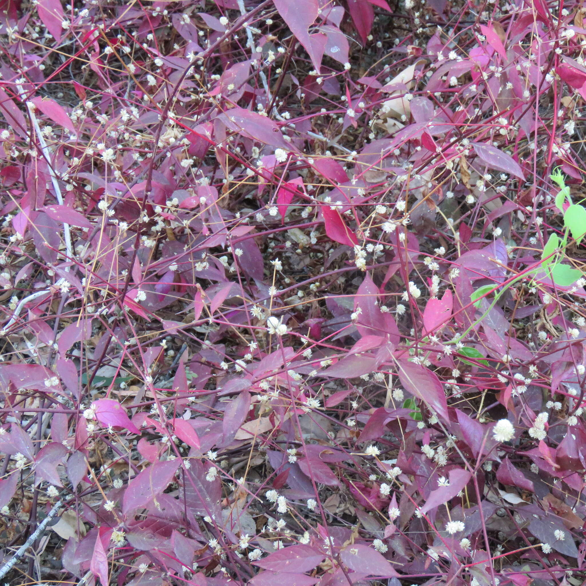 Image of Brazilian joyweed