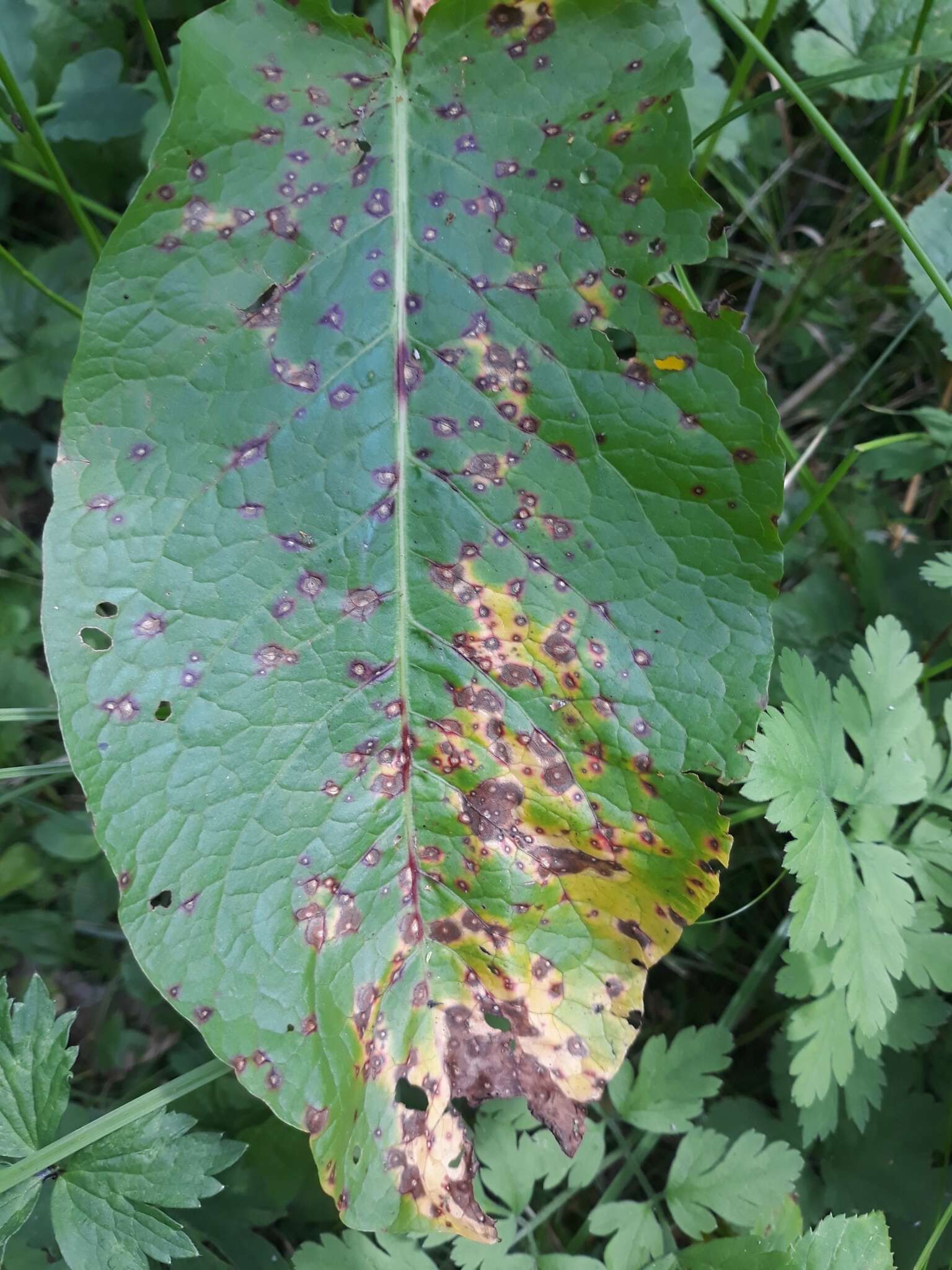 Ramularia pratensis Sacc. 1882的圖片