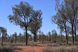 Image of Desert oak