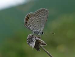 Image of Grass jewel