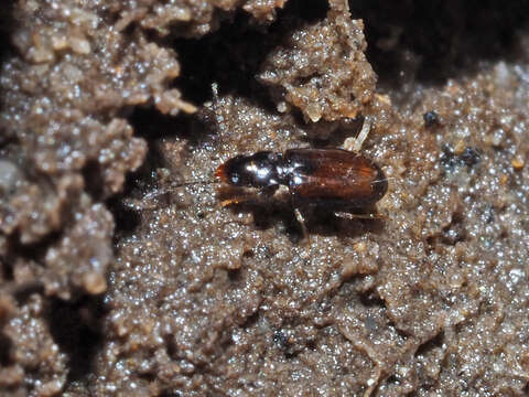 Image of Tachys (Paratachys) bistriatus (Duftschmid 1812)