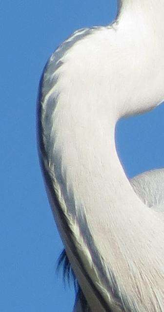 صورة Ardea cinerea cinerea Linnaeus 1758