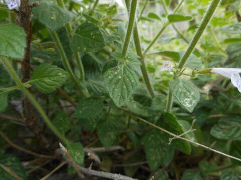 Clinopodium menthifolium subsp. menthifolium resmi