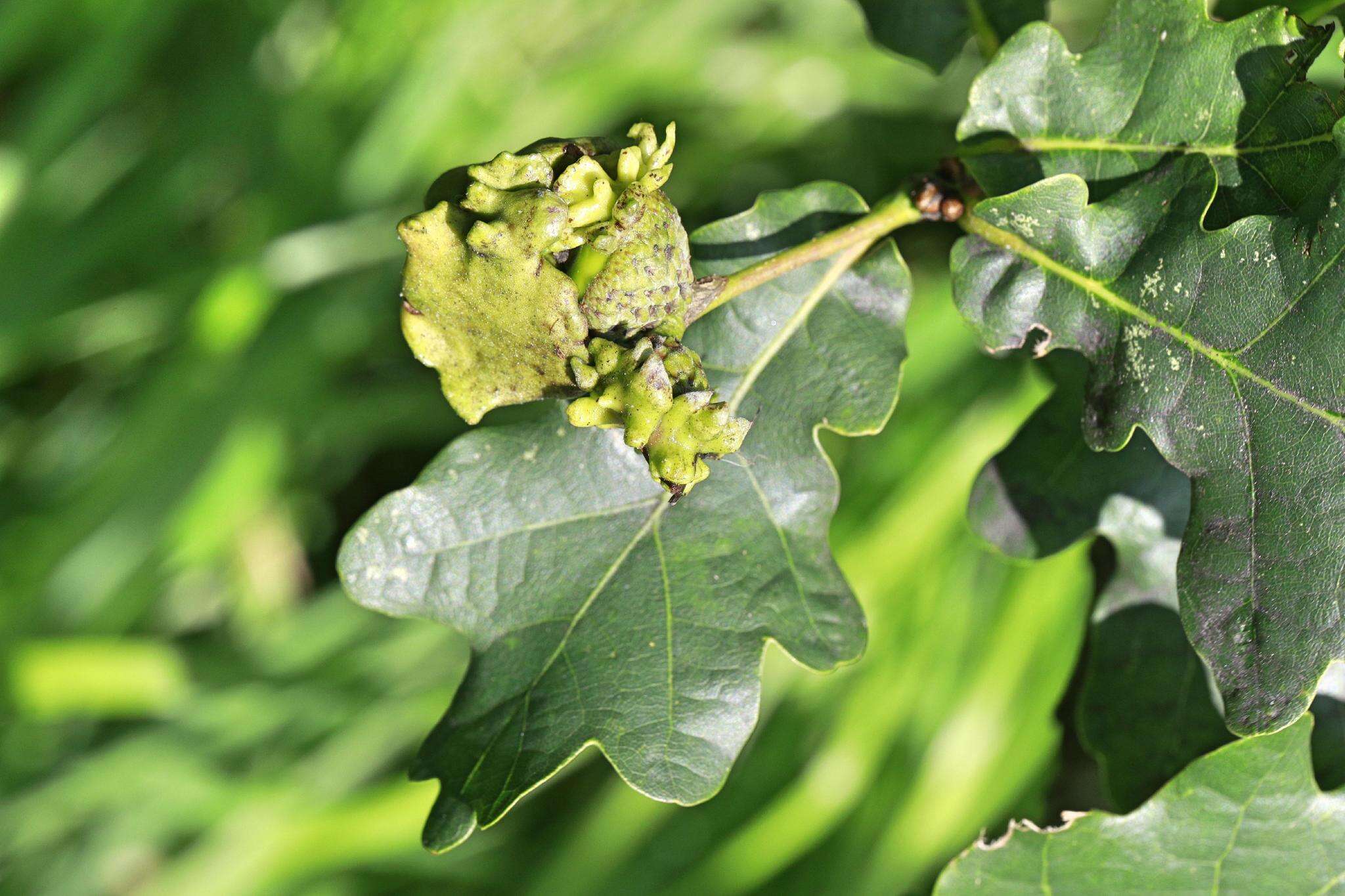 Image of Knopper gall wasp