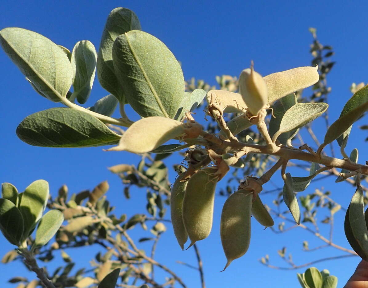 Stirtonanthus taylorianus (L. Bolus) B.-E. van Wyk & A. L. Schutte的圖片