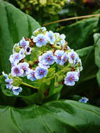 Image of giant forget-me-not