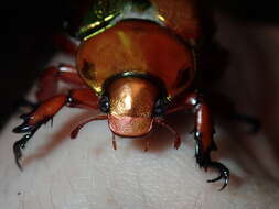 Image of King Beetle