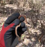 Image of Crowned Graceful Brown Snake