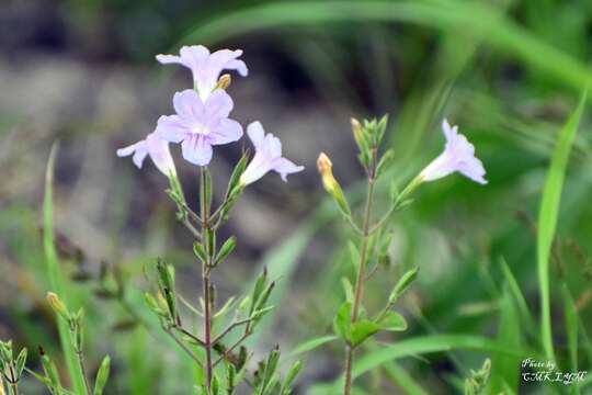 صورة Ruellia nudiflora var. nudiflora