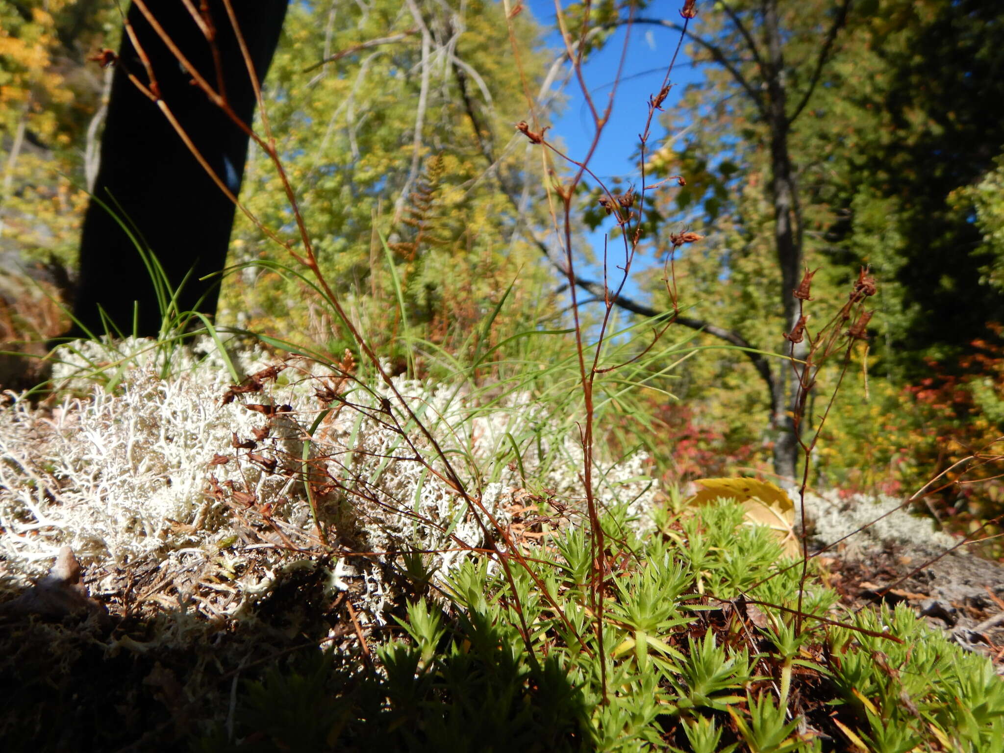 Image of yellowdot saxifrage