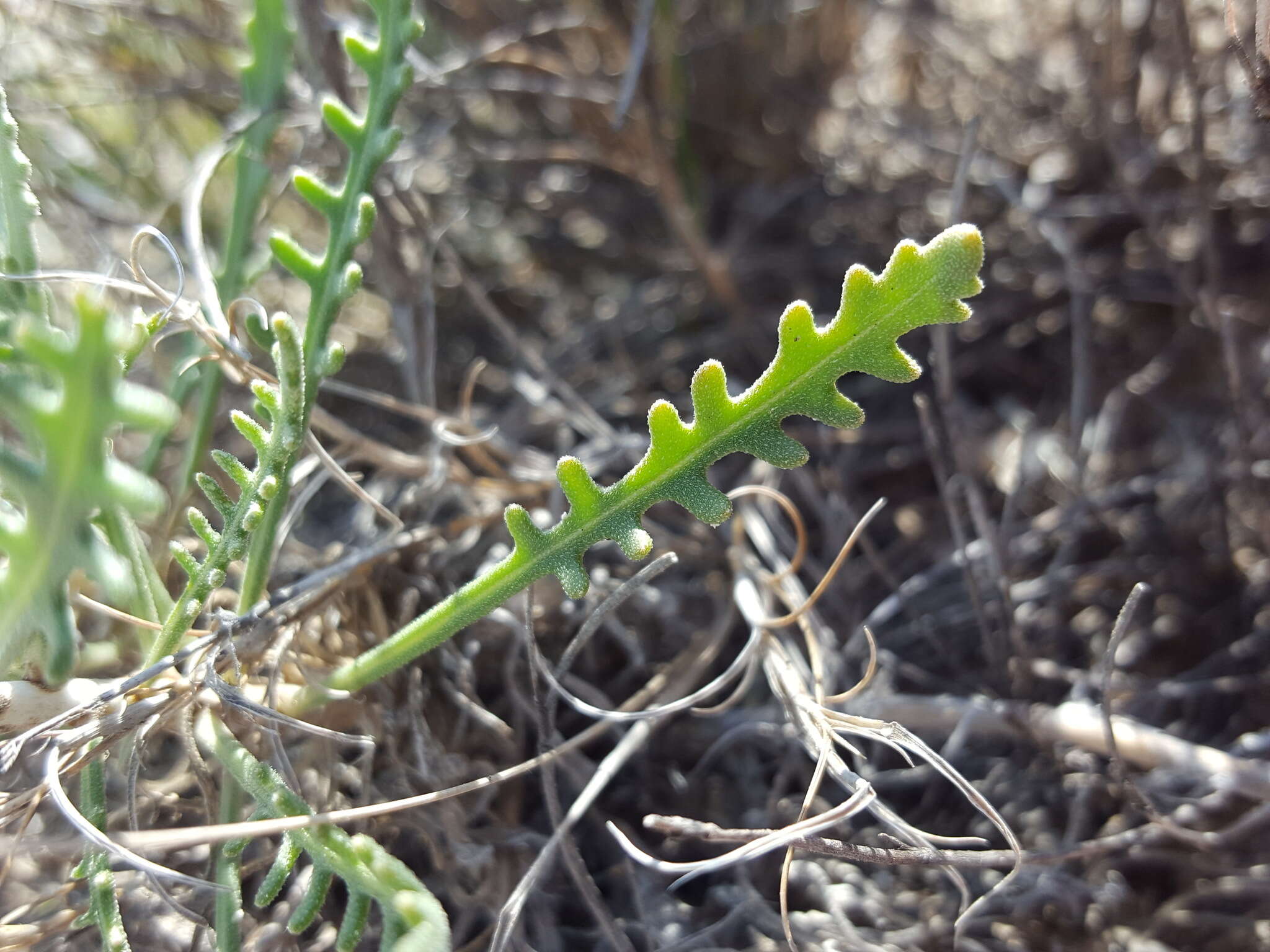 Mentzelia humilis (Rydb.) J. Darlington的圖片