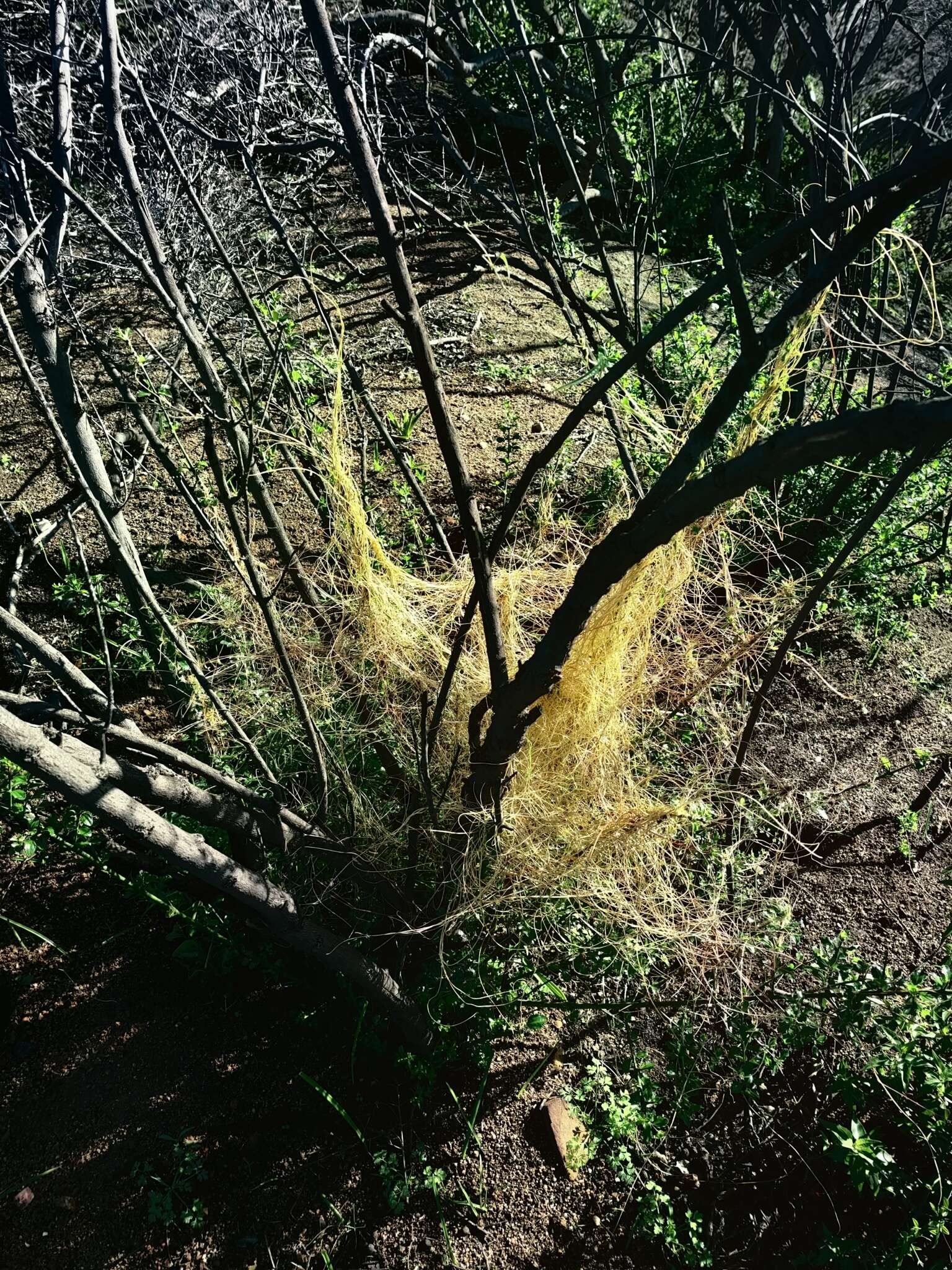 Image of Cuscuta chilensis Ker-Gawl.