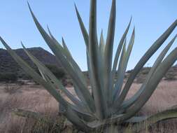 Image of Agave mapisaga Trel.