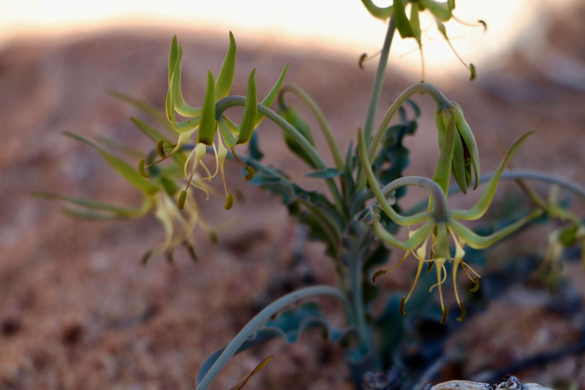 Imagem de Ornithoglossum gracile B. Nord.