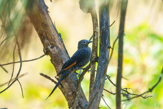 Image of Slender-billed Chestnut-winged Starling