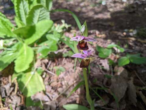 Image of Ophrys argolica subsp. crabronifera (Sebast. & Mauri) Faurh.