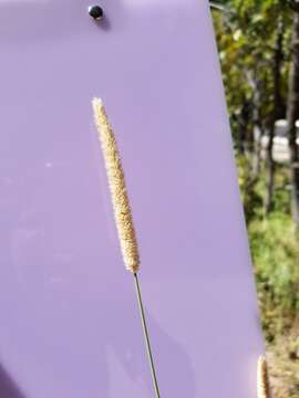 Image of Phleum pratense subsp. pratense