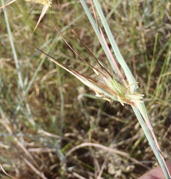 Image of Red grass