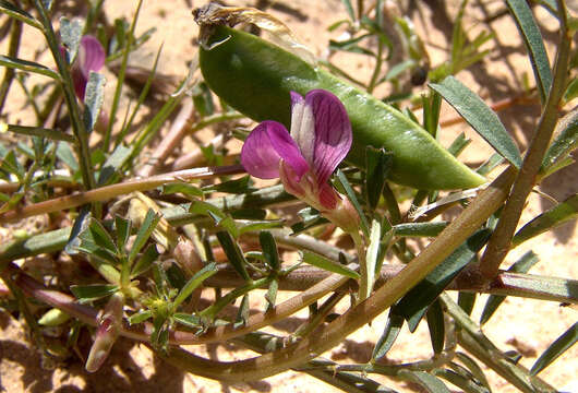 Image of Vicia esdraelonensis Warb. & Eig