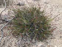 Image of Eastern Mojave buckwheat