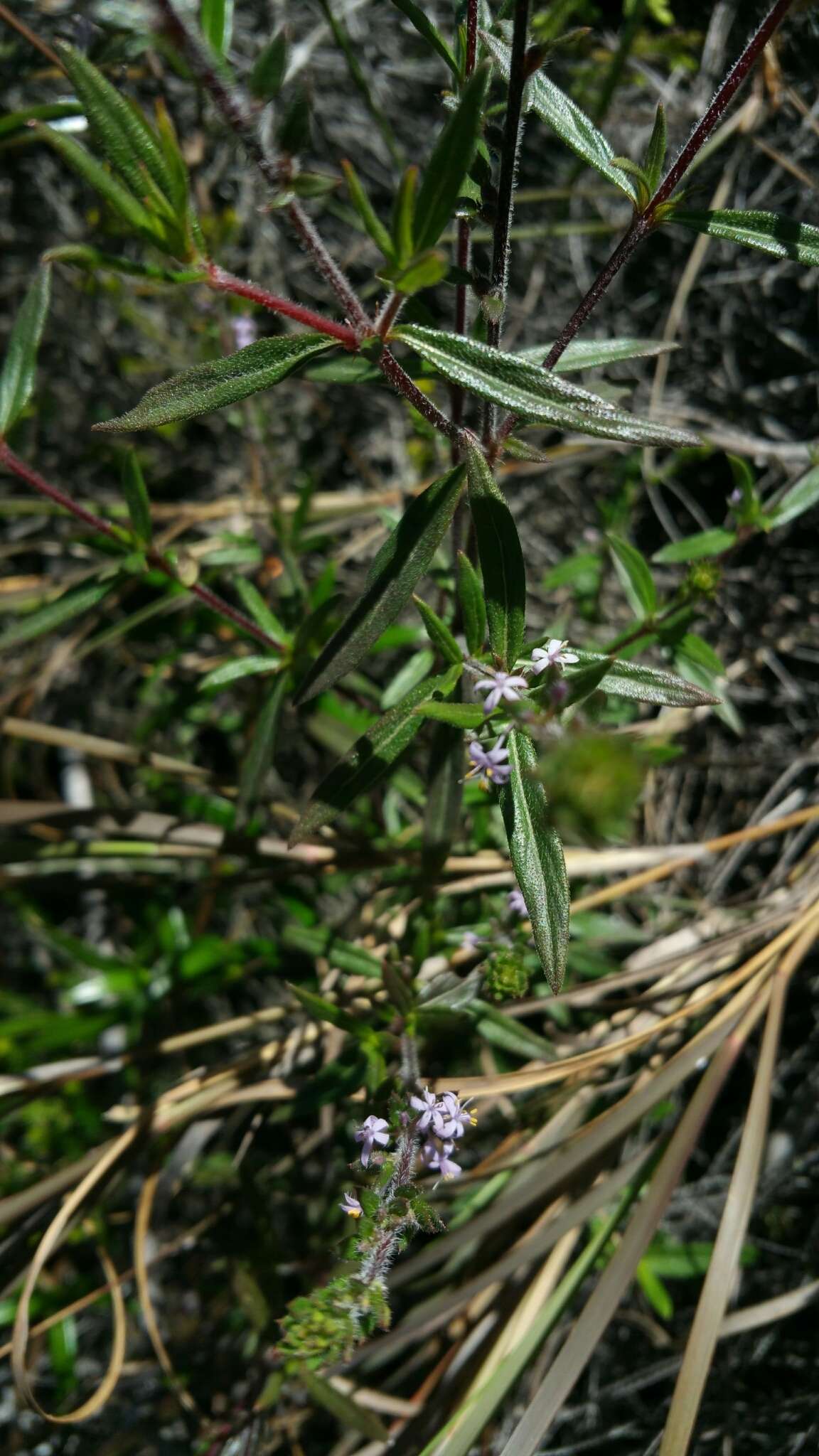 Image of Otiophora scabra Zucc.