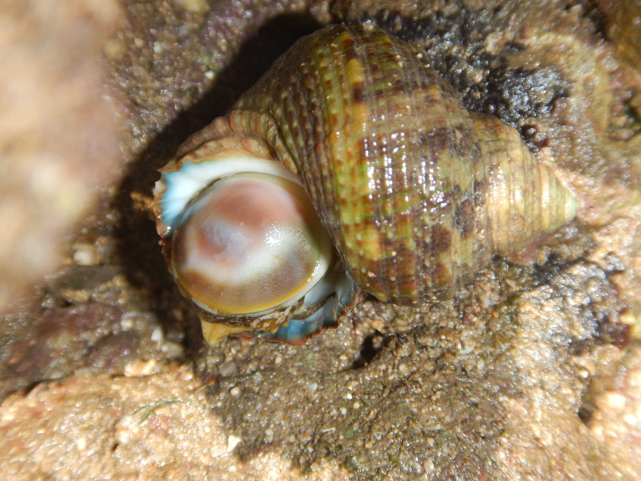 Image of brown Pacific turban