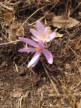 Слика од Colchicum troodi Kotschy