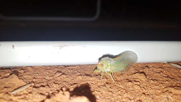 Image of Froggattoides typicus Distant 1910