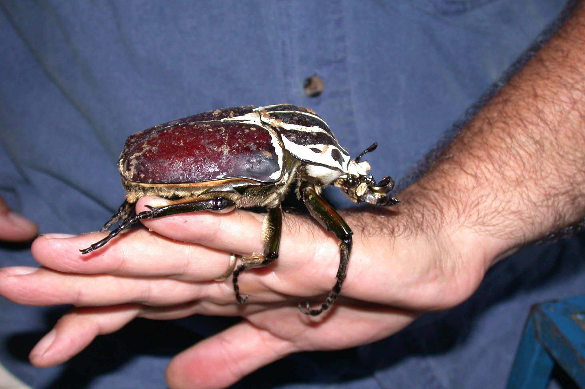 Image of Goliathus goliatus (Linnaeus 1771)