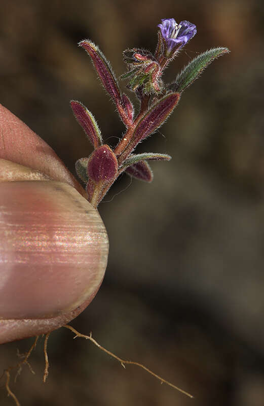 Image de Phacelia austromontana Howell