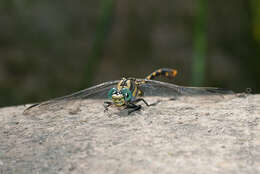 Image of blue-eyed hook-tailed dragonfly