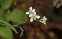 Image of Santa Cruz Island fringepod